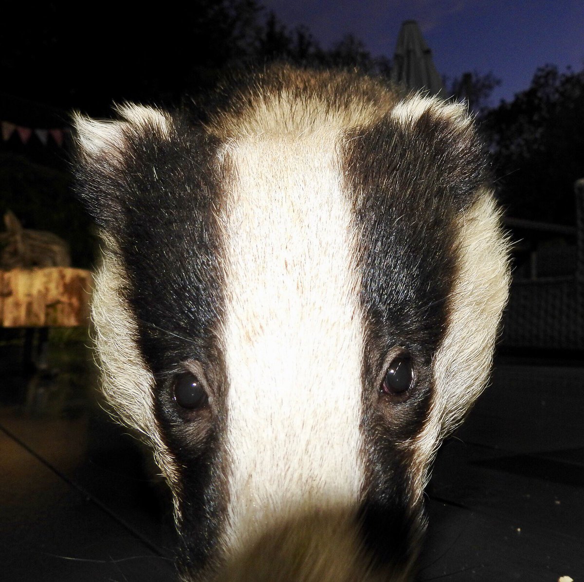 LumpyandFriends's tweet photo. The Eyes of a Pure and Innocent Soul that should be Protected not Persecuted ❤️🐾🐾 @highpeakbadgers @DerbyshireBevs  @DomDyer70 @BadgerTrust @AMAZINGNATURE  #badgers #MrLumpyandFriends  #Wildlife #foxes #stopthecull https://t.co/tPU0m53WGZ
