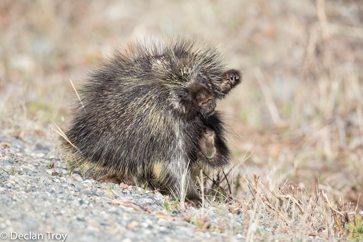 TroyDeclan's tweet photo. Scratch that itch: Porcupines need to scratch too but it can be a prickly affair. Watch you don't get any quills in your feet. #DenaliNP #Alaska https://t.co/rrvYdgf5aS