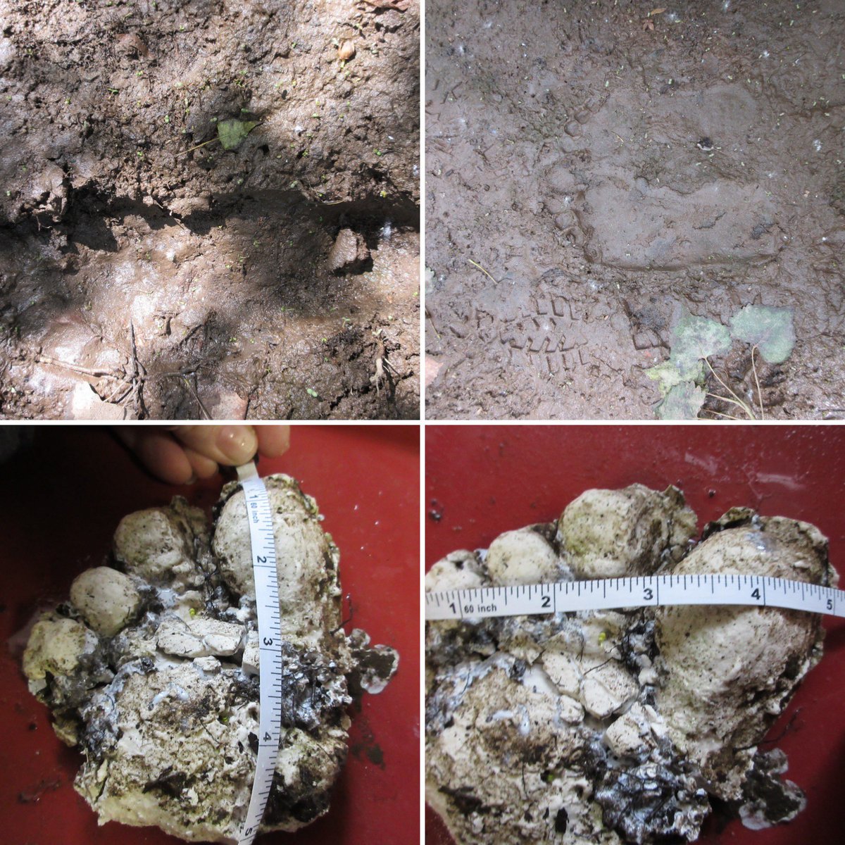 sasysquatchgirl's tweet image. These pictures were sent to me last night. The area was wet and muddy she said, so she had a hard time casting. She broke the cast getting it out...well practicing is how you learn, so at least she got the first try out of the way. But what do all of you think? Bigfoot tracks?