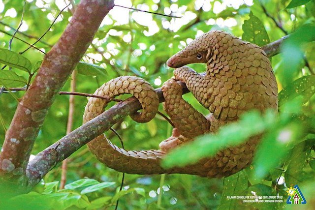 A Book Of Rather Strange Animals The Palawan Pangolin Or Balintong Manis Culionensis Is A Species Of Pangolin Native To The Palawan Province Of The Philippines They Are An Endangered