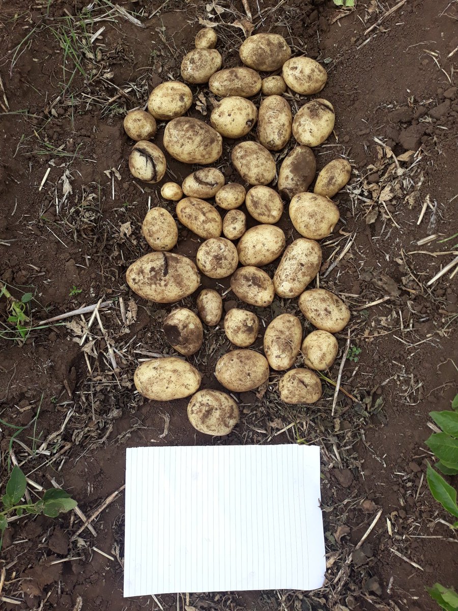 David_Agronomy's tweet photo. Prilled micronised Lime trial in potatoes harvested today. Is it a workable way of address calcium deficiency and vascular browing without increasing Scab infection?
Find out in @Cropnuts #ThinkAgronomy news next week. https://t.co/3EtRfWlEFp