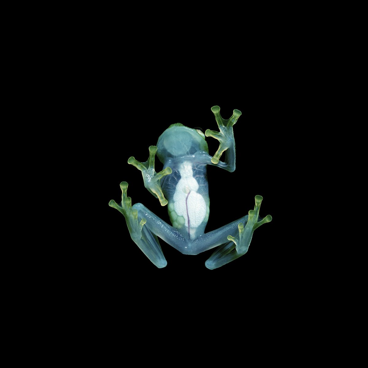 Skrillex's tweet photo. TURN OFF THE LIGHTS EP 🐸THIS FRIDAY @skrillex @boysnoize #dogblood ⬇️TRACKLIST⬇️

🚔 BREAK LAW 
🧠 4 MIND with @joshpan &amp; @xandgmusic 
🐸 KOKOE with @otiramusic 
💡 TURN OFF THE LIGHTS https://t.co/7mJuf86gMN