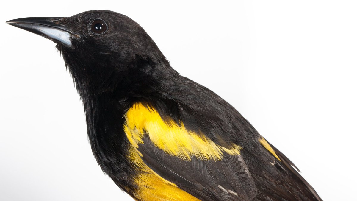Jon Suh (@jonjsuh) on Twitter photo A critically endangered Bahama oriole from Andros captured for research by <a href="/keomland/">Kevin Omland</a> and his group who graciously allowed me to photograph it! A critically endangered Bahama oriole from Andros captured for research by <a href="/keomland/">Kevin Omland</a> and his group who graciously allowed me to photograph it!