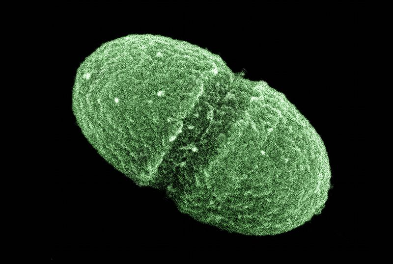 MicrobesInfect's tweet photo. After Integrative Human Microbiome Project, what’s next for the #microbiome community?

Latest phase of this project has provided many insights into disease. But multidisciplinary collaborations now needed to convert knowledge into clinical applications.

https://t.co/zvgVnk0nRX https://t.co/2Yx1Y0dgHJ