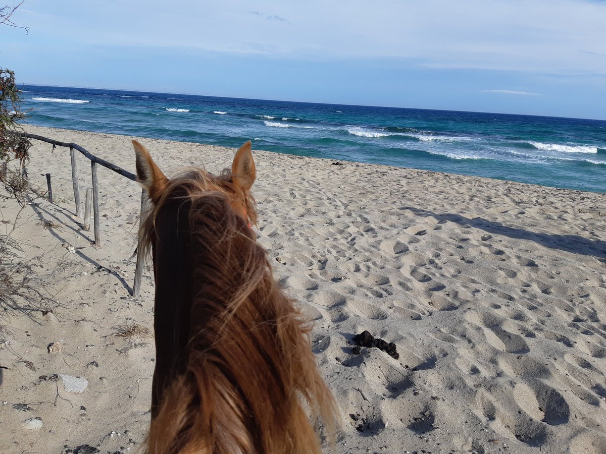 paola_lucrezia's tweet photo. Al di là della mia gratitudine infinita, il #ciaopoveri é quasi d'obbligo 😏😎🤣
#diariodiunafashionyogi #ciaopovery #horses #love #OOTD #beach #reiki #life #lifestyle #blogger #inspiration #inspiring #people #vhip #meditazione #meditation #yogi #live #love #sky https://t.co/1xL5t5udr6
