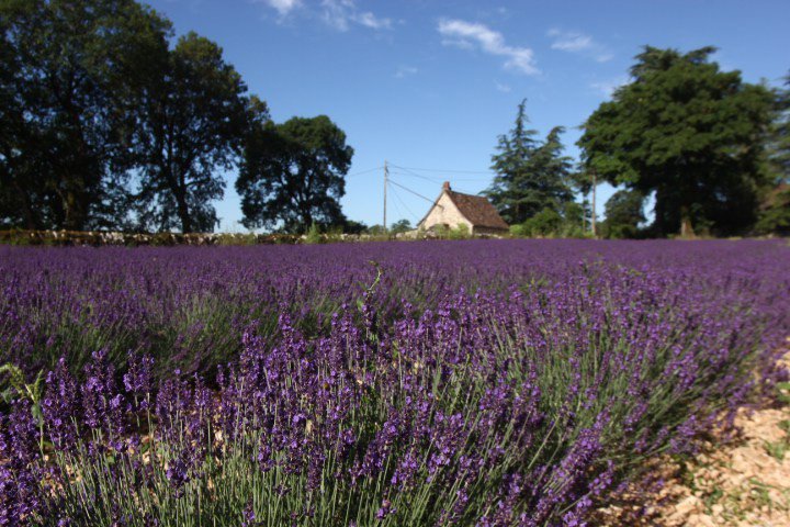 La Ferme des Alix à #Rocamadour cultive de nouveau la #lavande.
Nous irons leurs rendre visite toutes les semaines cet été.
#camping #sitesetpaysages #valleedeladordogne #occitanie #quercy #midipyrenees #rocamadour #padirac #ventoulou #thegra #connectéàlanature
