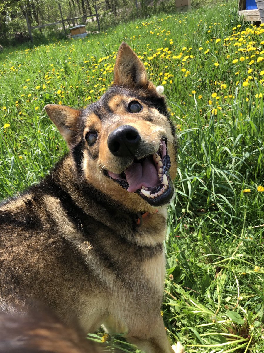 I hope that today has you feeling like Hari in a field of dandelions.