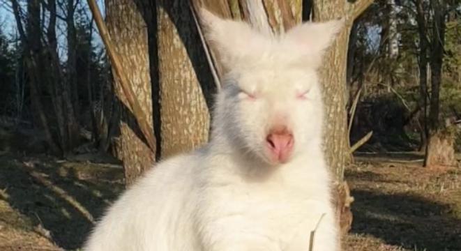 Just A Majestic Albino Wallaby Munching On A Snack In The Sun bit.ly/2WdLDy7 #animals