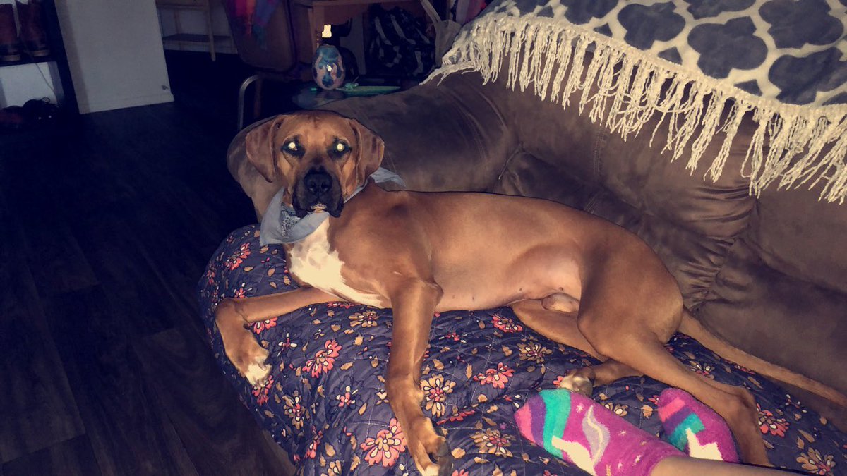 brendagp94's tweet photo. My dog is cuter than your child 🤷🏻‍♀️💛✨ https://t.co/dDjxVPFUlD