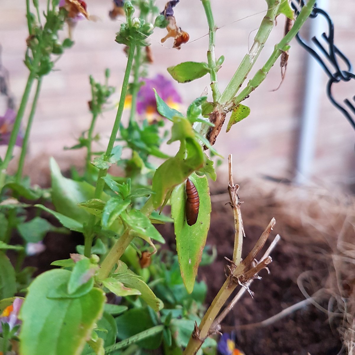JonesBriony's tweet photo. Even a hanging basket can support life! This is on the wall outside my front door. Looks like a pupa, but I'm not sure of the species? #Springwatch #Gardenwatch https://t.co/gReo04VLRk