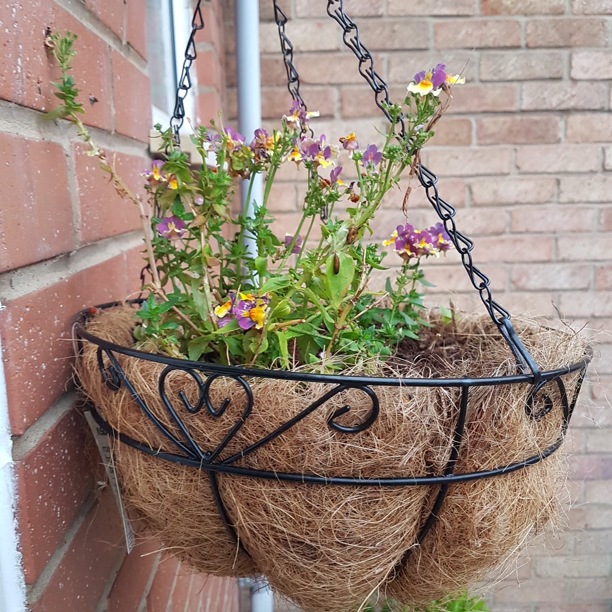 JonesBriony's tweet photo. Even a hanging basket can support life! This is on the wall outside my front door. Looks like a pupa, but I'm not sure of the species? #Springwatch #Gardenwatch https://t.co/gReo04VLRk