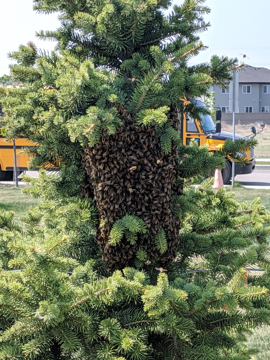 jones_kelss's tweet photo. Just ran into this beauty! #beeswarm https://t.co/aBWZ6JdGRl