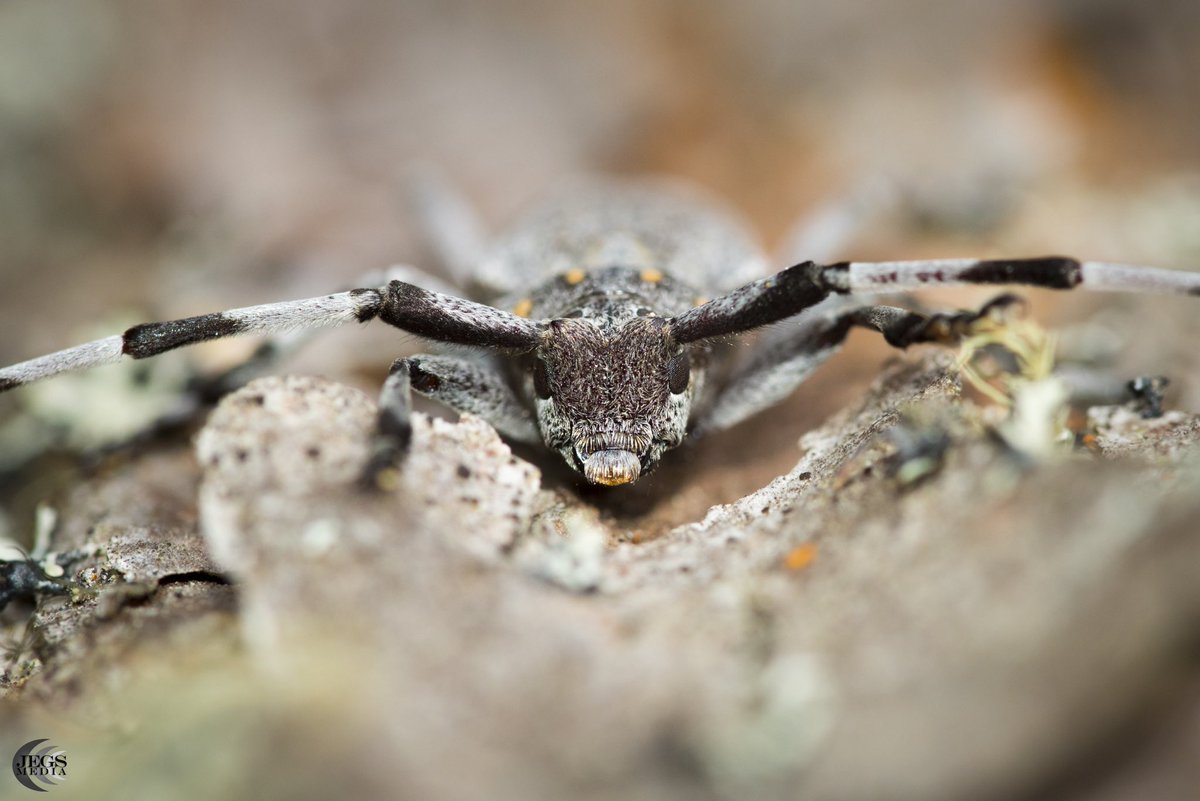 James Stevens tweet media