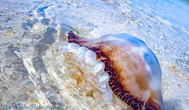 StAugToDo's tweet image. Just floating through summer #repost rosietaylorphoto bit.ly/2QwPq3u