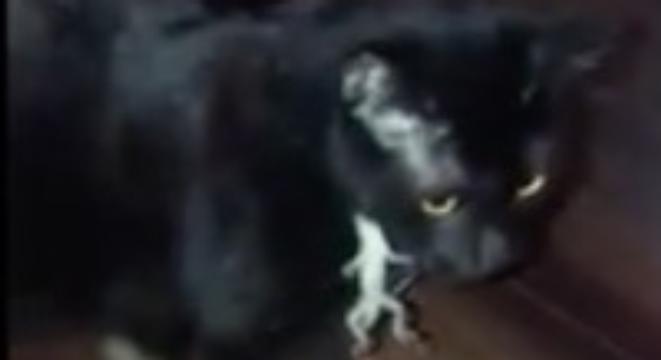 Lizard Hangs Onto Dear Life Under Confused Cat's Nose bit.ly/2HL94pL #animals