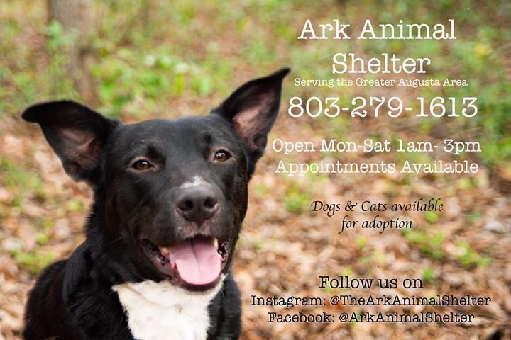 Great Adoption Announcement!! Dog 🐶 Buddy was adopted to his "furever" home. Congrats and best wishes to them !