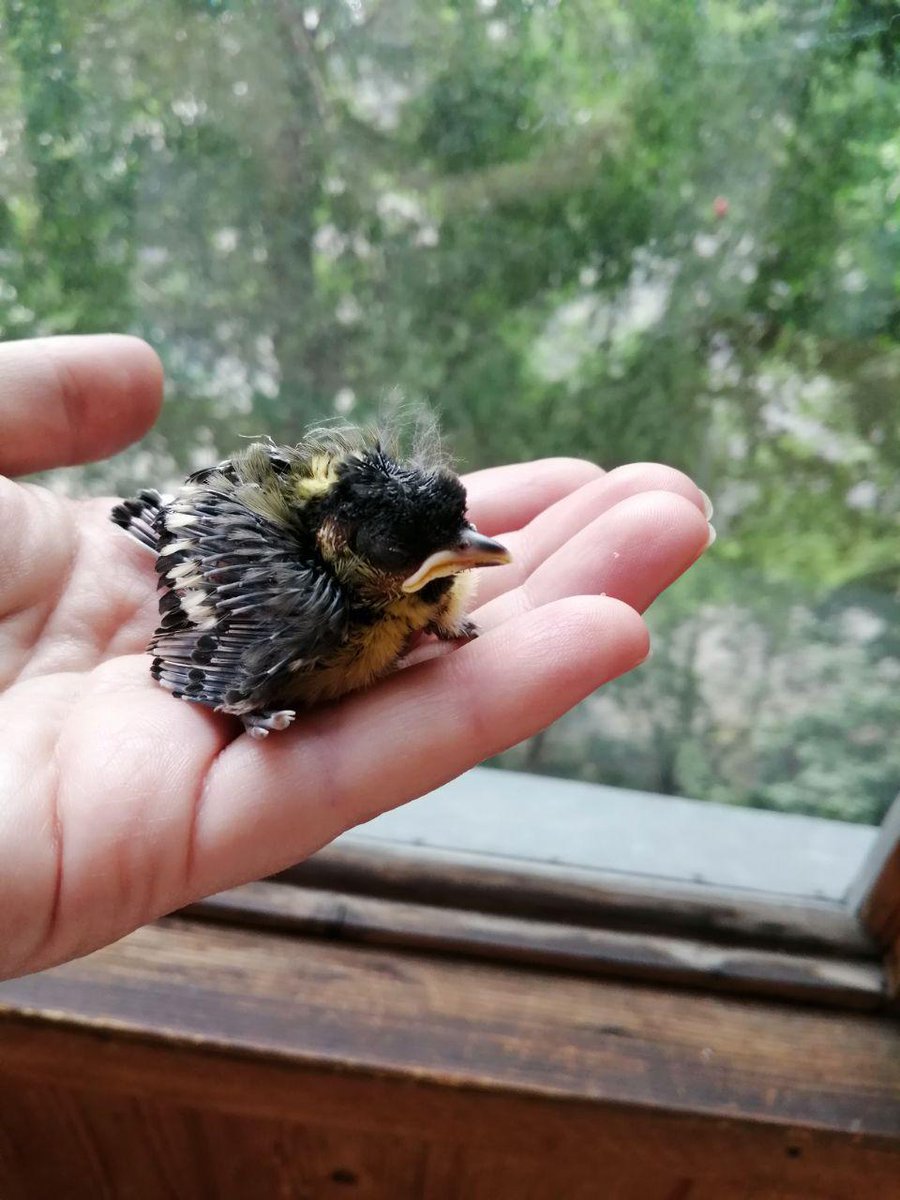 ★ MVK (@knya3e8) on Twitter photo 