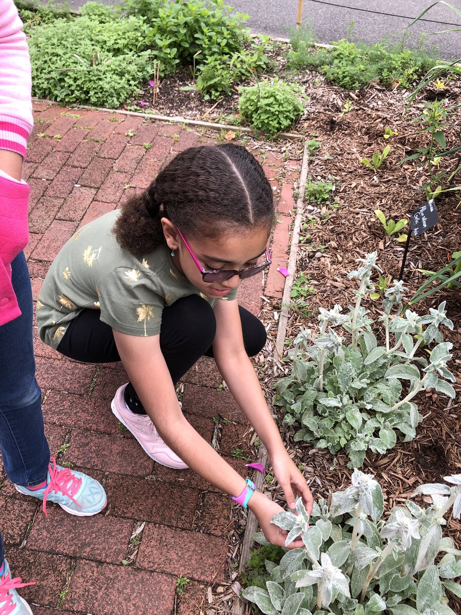 DualLanguage308's tweet photo. Exploring the herb garden we recognized many herbs used in our cultures @queensbotanicl #76learns #ps76q https://t.co/T8Xt2jhY5m