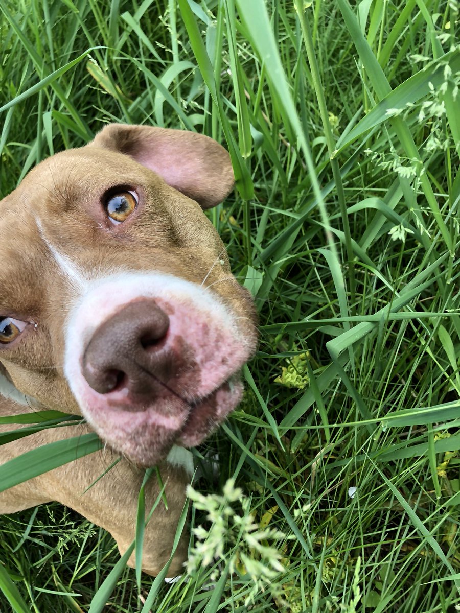 mitzihook's tweet photo. Did a little volunteering today at Richland County Animal Shelter so many sweet baby’s that need a home #Target @AmandaLAmes @KColeman32 @NRon86 https://t.co/4lA7j3nIvN