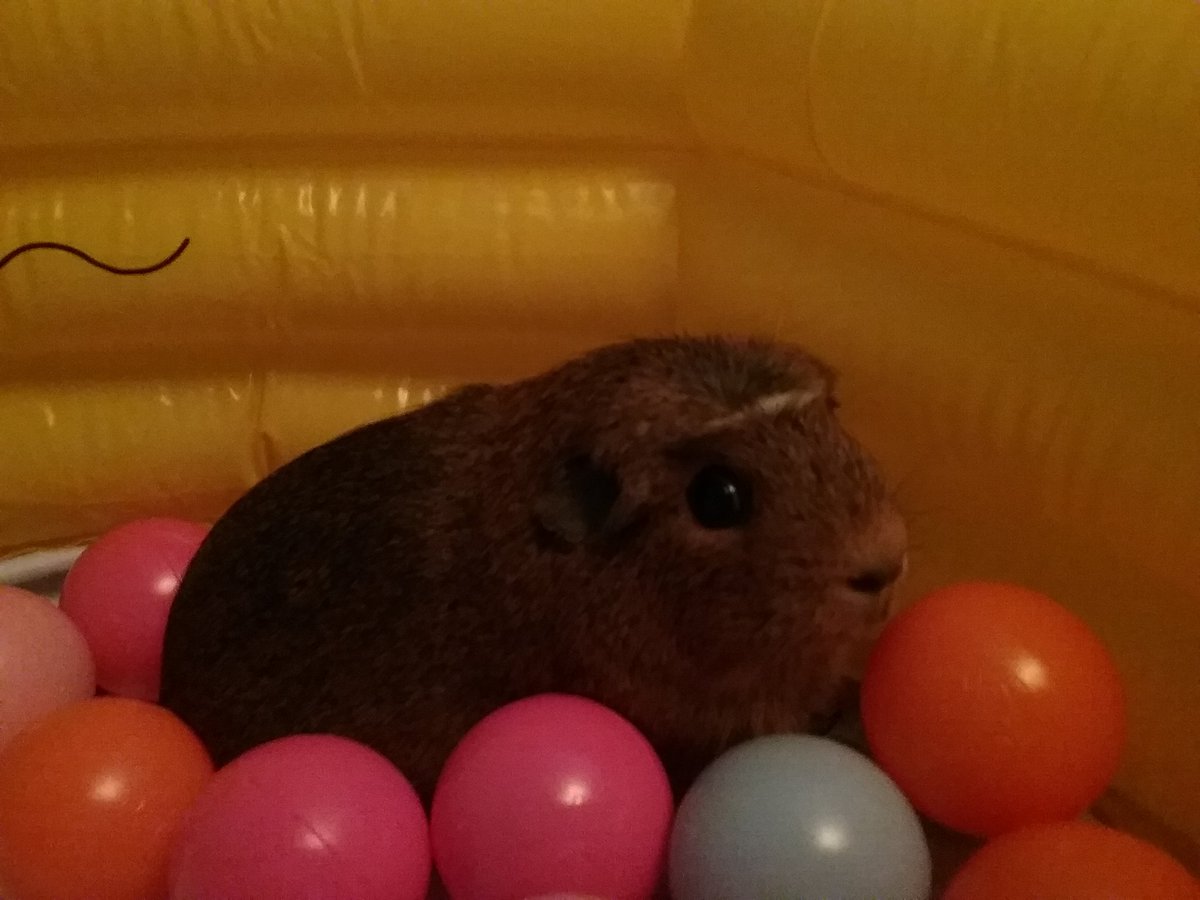 SunshineLady199's tweet photo. I made a ball pit for the piggies! Here's Tiger testing it out. Bowie is going in it tomorrow, and I got 2 different packs of balls. Darker colours for the boys and pastels for the girls ^^
#GuineaPig https://t.co/BUAnsZyrxh
