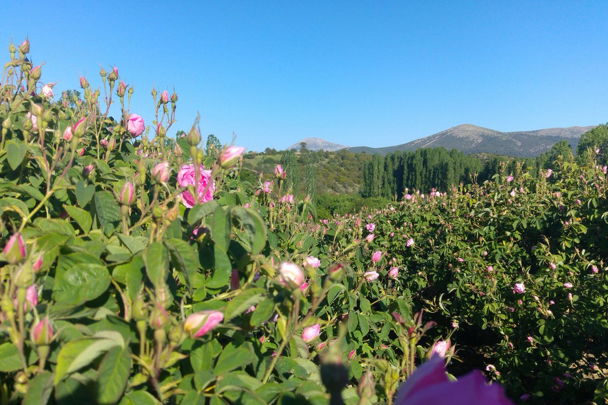 Isparta'da Mayıs demek, gül ayı demek...#ispartasozlutarih projesinde derlenen bilgilere göre 1915-1916 yıllarında 400-500 kilo kadar gülyağı üretildiği tahmin ediliyor. Cumhuriyet döneminde ise birinci ve ikinci beşer yıllık kalkınma planlarına alınıyor.