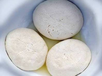 BOUHEZZAFromage traditionnel à base de lait de chèvre ou de brebis, originaire de l’Est, dans les régions de l'Aurès, notamment dans les wilayas d'Oum el Bouaghi, Khenchela, Batna, jadis réputées par une pratique importante de l’élevage extensif des caprins et des ovins.