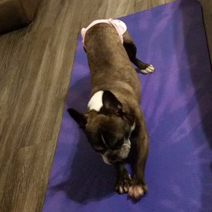 I doez good downward dog!