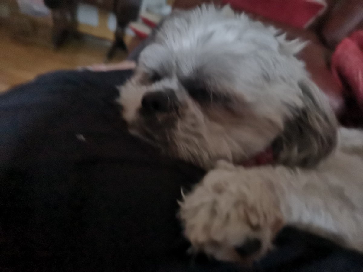 Asleep on my leg, never strays too far away #mansbestfriend  #shitzu #lovemydog