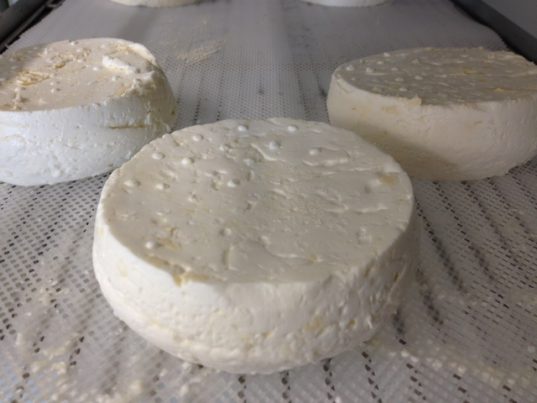 AGHOUGHLOUaguglu ighunam est un fromage traditionnel algérien de Kabylie semblable au jben (fromage citadin algérien) à base de lait de vache ou de chèvre. Sa particularité est d'être obtenu par emprésurage avec de la sève de figuier.