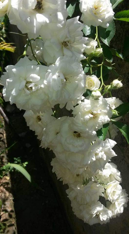 Boa noite.
Hoje, amanhã, presente, futuro!
Deus, num toque , uma permissão...
A vida  acontecendo...
E cada um de Nós,  uma  projeção, uma expectativa!!!
Na semelhança  buscamos  ser diferentes:
Porque???