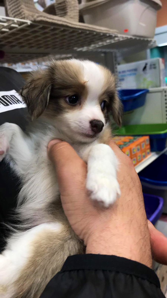 moesargi's tweet photo. I Fell inlove with this cutie today. My wife said if i get 2K retweets i can get this short haired chihuahua. LETS DO THIS YALL! 😭 https://t.co/Hkr98TaRaG