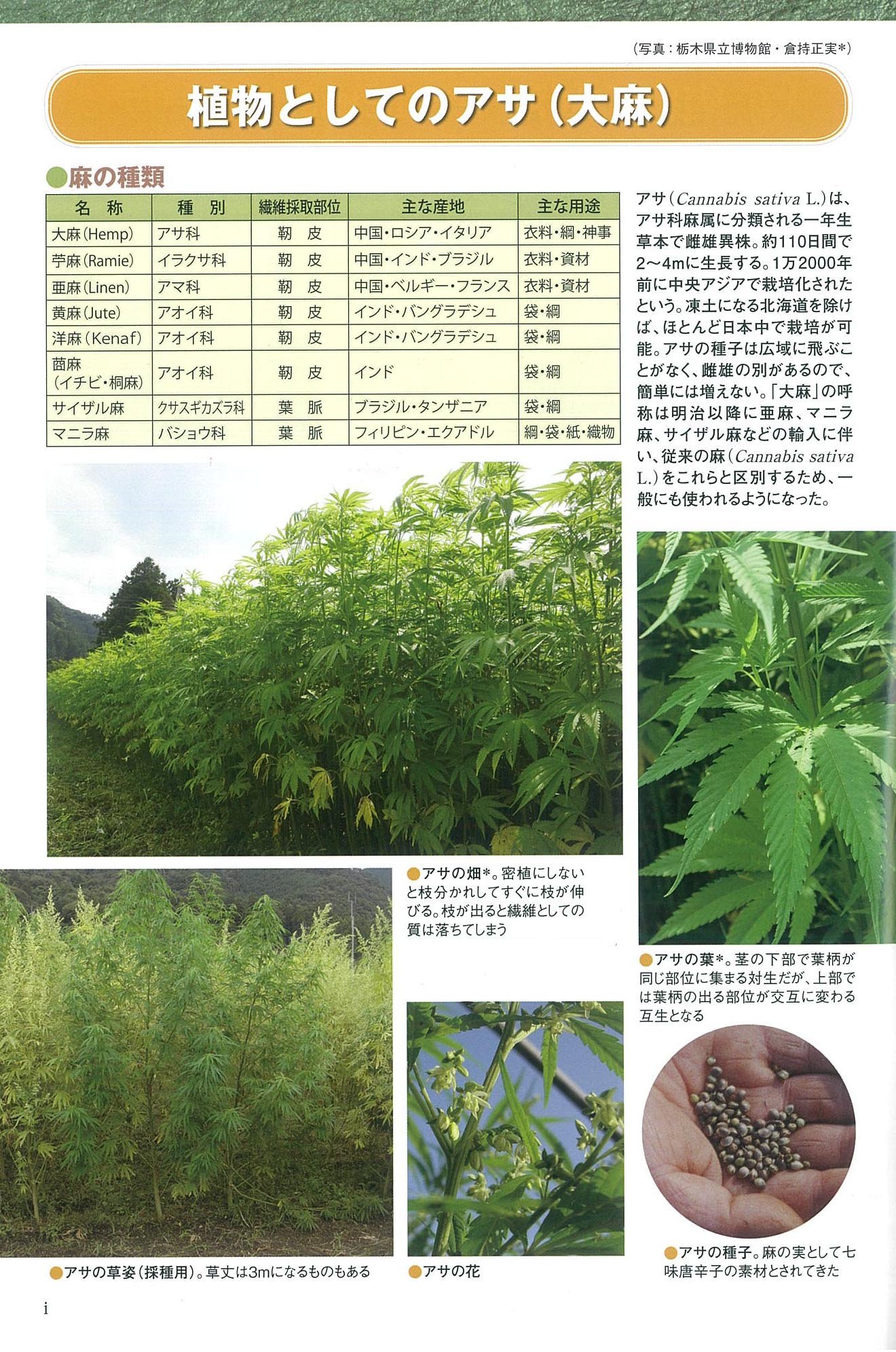 田舎の本屋さん 農文協 V Twitter 植物としての特性 無毒品種とちぎしろの開発 産業用大麻 利用の歴史 オガラ利用の懐炉灰 栃木県の ほか屯田兵村の北海道 青森から鹿児島まで全国道県の大麻の栽培 利用の歴史 栽培法 部位別の利用を解説 T Co