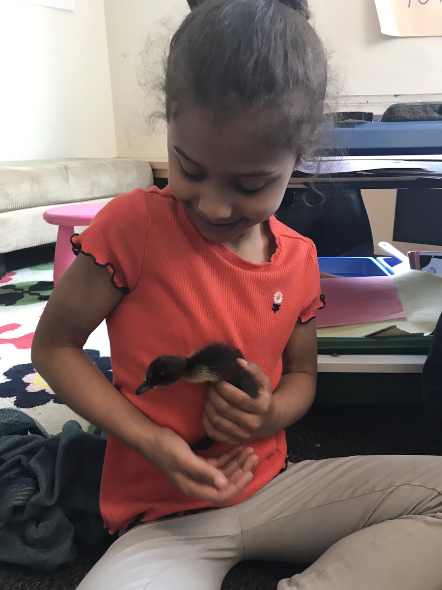 Grade1Morris's tweet photo. Baby ducks! Thanks to Mrs. Mckay for letting us have some chick and duck snuggle time today! 😊 https://t.co/2dwomf4ZEG
