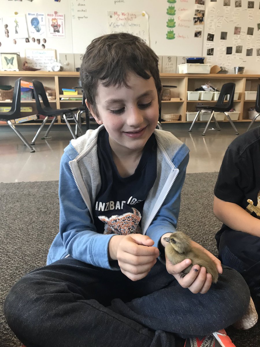 Grade1Morris's tweet photo. Baby ducks! Thanks to Mrs. Mckay for letting us have some chick and duck snuggle time today! 😊 https://t.co/2dwomf4ZEG
