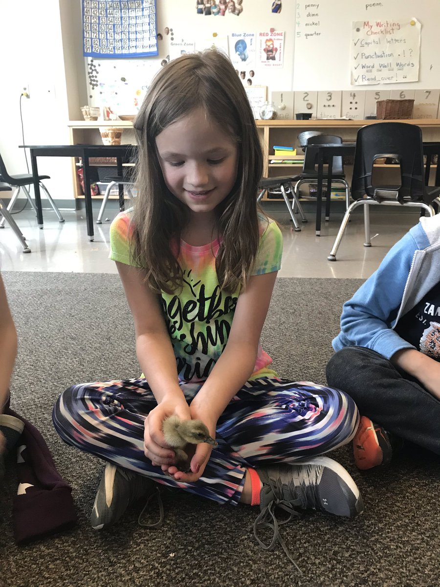 Grade1Morris's tweet photo. Baby ducks! Thanks to Mrs. Mckay for letting us have some chick and duck snuggle time today! 😊 https://t.co/seusK7peyN