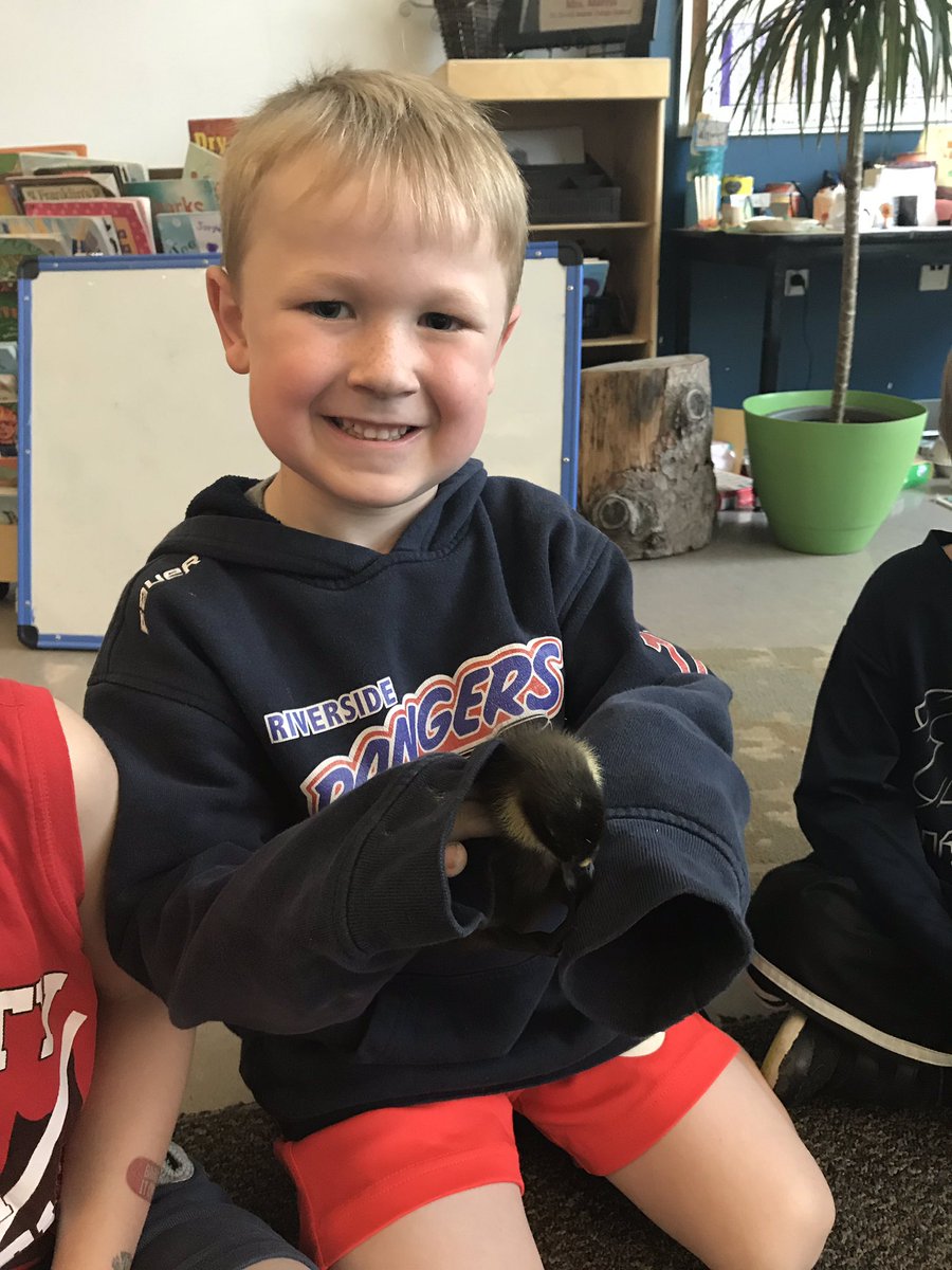 Grade1Morris's tweet photo. Baby ducks! Thanks to Mrs. Mckay for letting us have some chick and duck snuggle time today! 😊 https://t.co/ujrmkV8Gyf