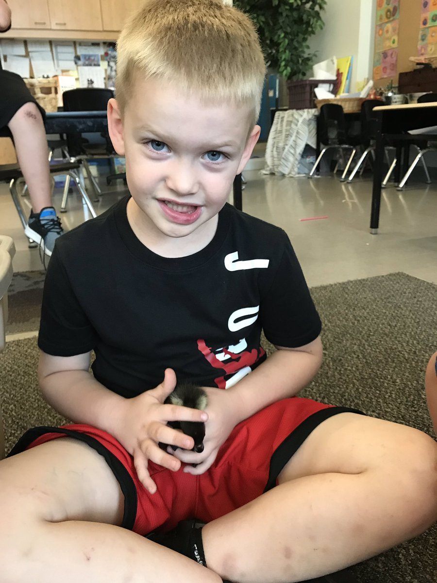 Grade1Morris's tweet photo. Baby ducks! Thanks to Mrs. Mckay for letting us have some chick and duck snuggle time today! 😊 https://t.co/u4OliShWqZ