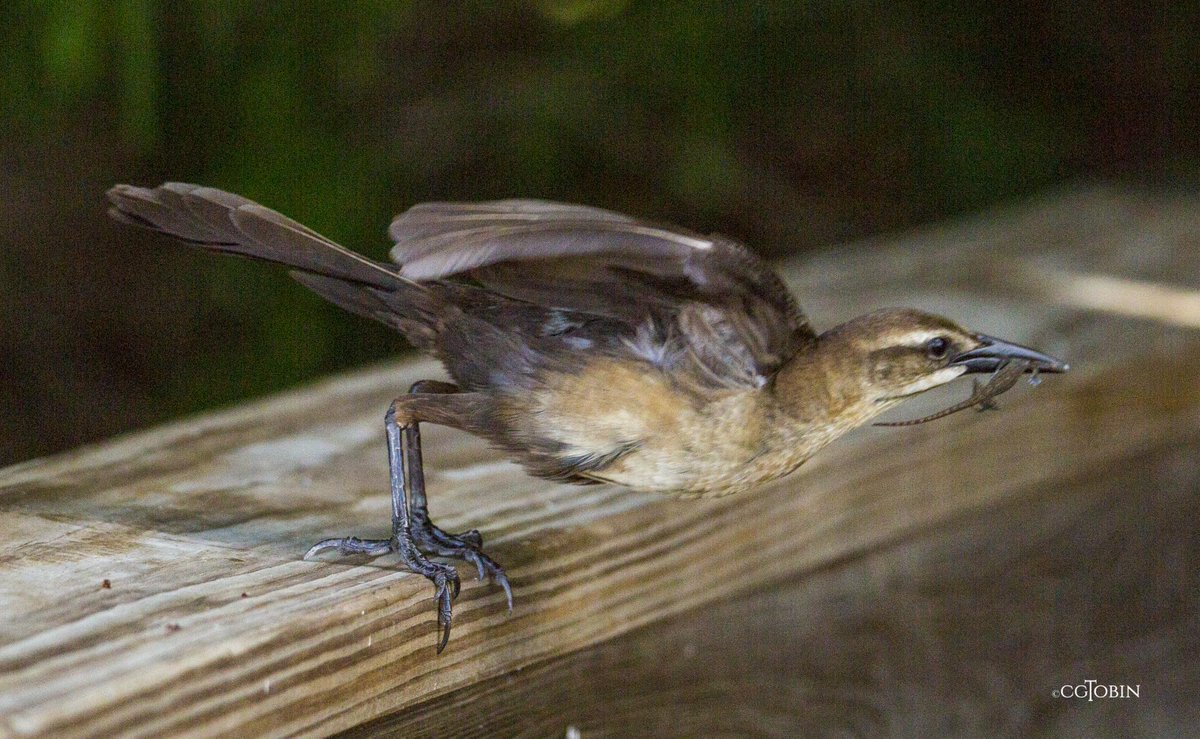 smartwoman123's tweet photo. Mr. Lizard was out in the yard.. #bird #trackle #lizard #avain https://t.co/ioFHF0Tn0W