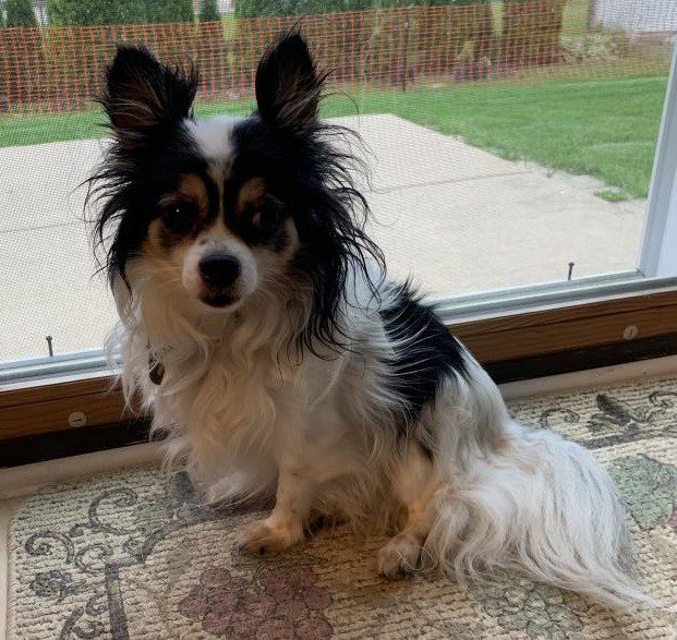 lost papillon dog