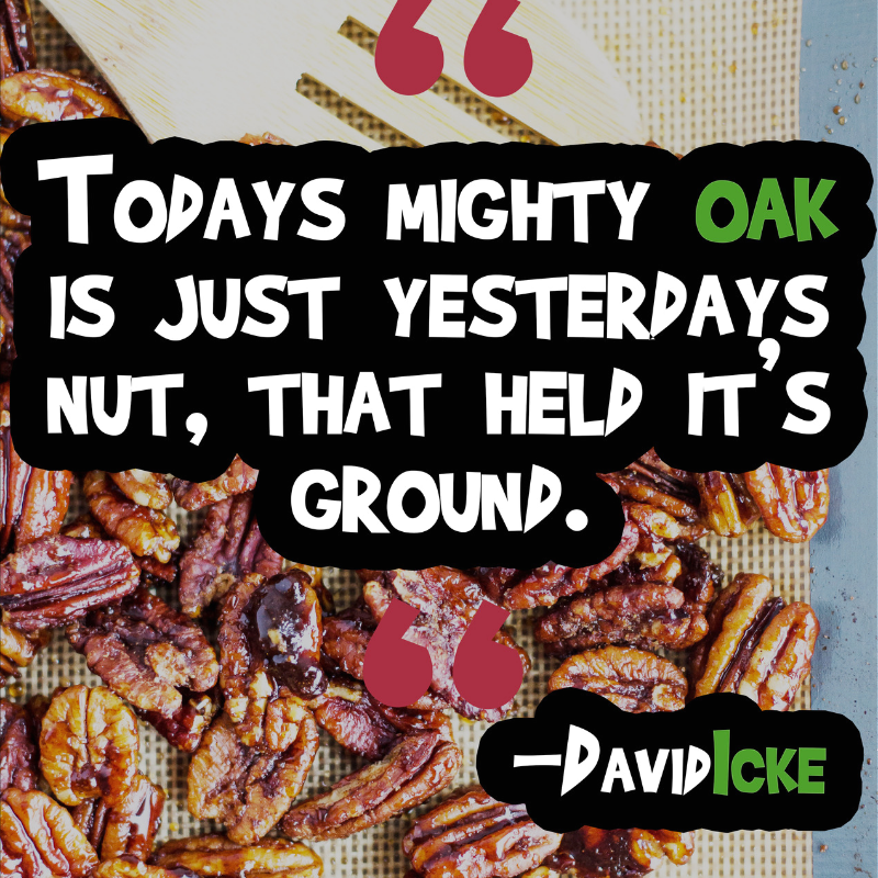 Every Tall Tree To Every Beautiful Flower Was Once A Nut Or A Seed That Harnesses All The Essential Ingredients To Sustain Life. Every Idea You Have, Every Dream &amp; Every Goal Can Be Nurtured With Time &amp; The Right Environment For It To Grow! 🌱🌲