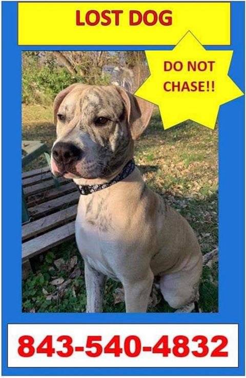 MorganFogarty's tweet photo. "Bud" is missing. He got spooked by fireworks last Sat. @ the Whitewater Center in NW Meck. Co. and pulled out of his collar. He's 1yr+, abt 70lbs, &amp; "a big baby." His owner is desperate to get him back. If you see Bud, please call the number on this flyer >>> https://t.co/PEU3QNKqFQ