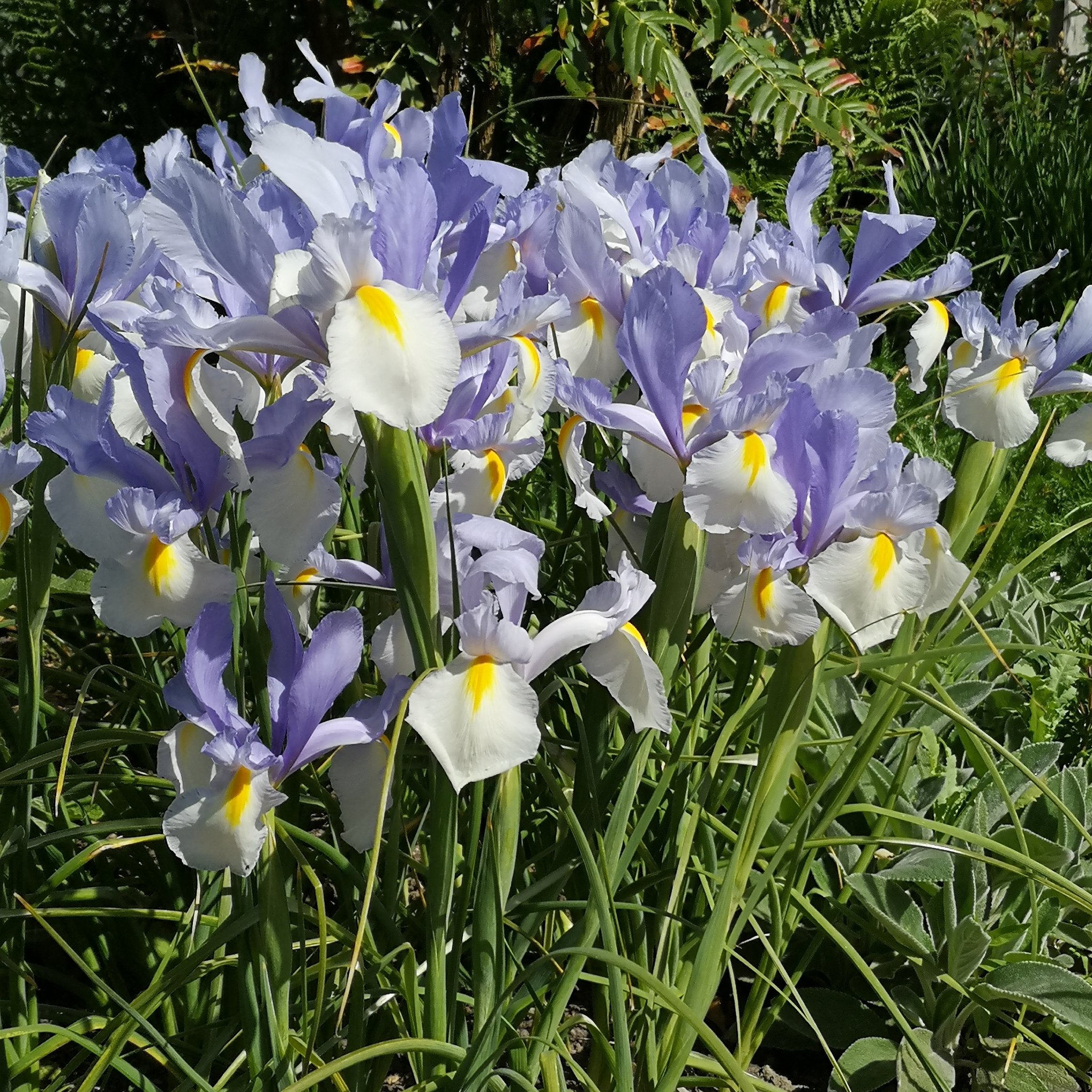 #Iris 'Silver Beauty' certainly lives up to its name, well the Be...