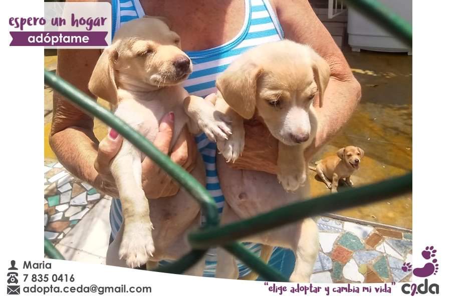 CubaProtAnimal's tweet photo. Adopciones CeDA
#AdoptDontShop #adoptafelicidad #AdoptaNoCompres #Adoption  @cubadebate @ElbaRosaPM @universidad_uci @FeuCuba @fcomUH @UCMVC @leticiadeCuba @Granma_Digital @MovemosalMundo @FAPRANIANZ https://t.co/VHOQ0CuKAE