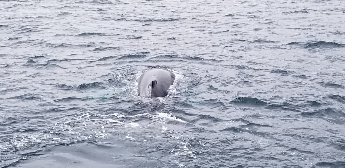 EESWindsor's tweet photo. Whale watching! #UWininIceland #DestinationScience #UWinclassroom #UWindy https://t.co/tqlBJq5Ly6