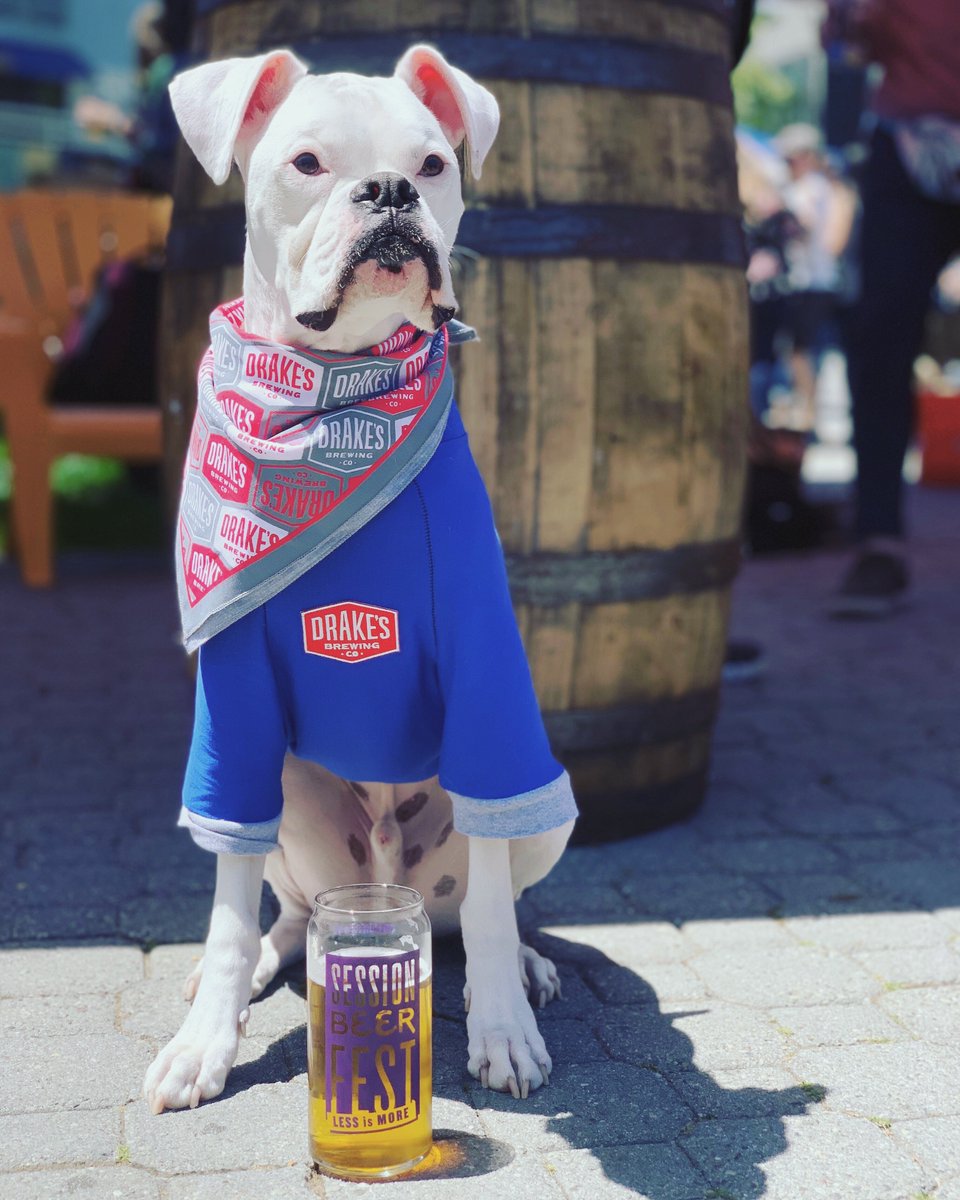 DrakesBeer's tweet photo. H U G E thanks to everyone who came out and partied with us at #SessionFest last weekend, especially the WINNER of our #SessionBeerDog contest @captjackboxerpup 🐶😍🍻 This adorable deaf pooch stole our hearts and will be our official mascot for Session Fest 2020 🤘 https://t.co/AZ3e7p6nBl