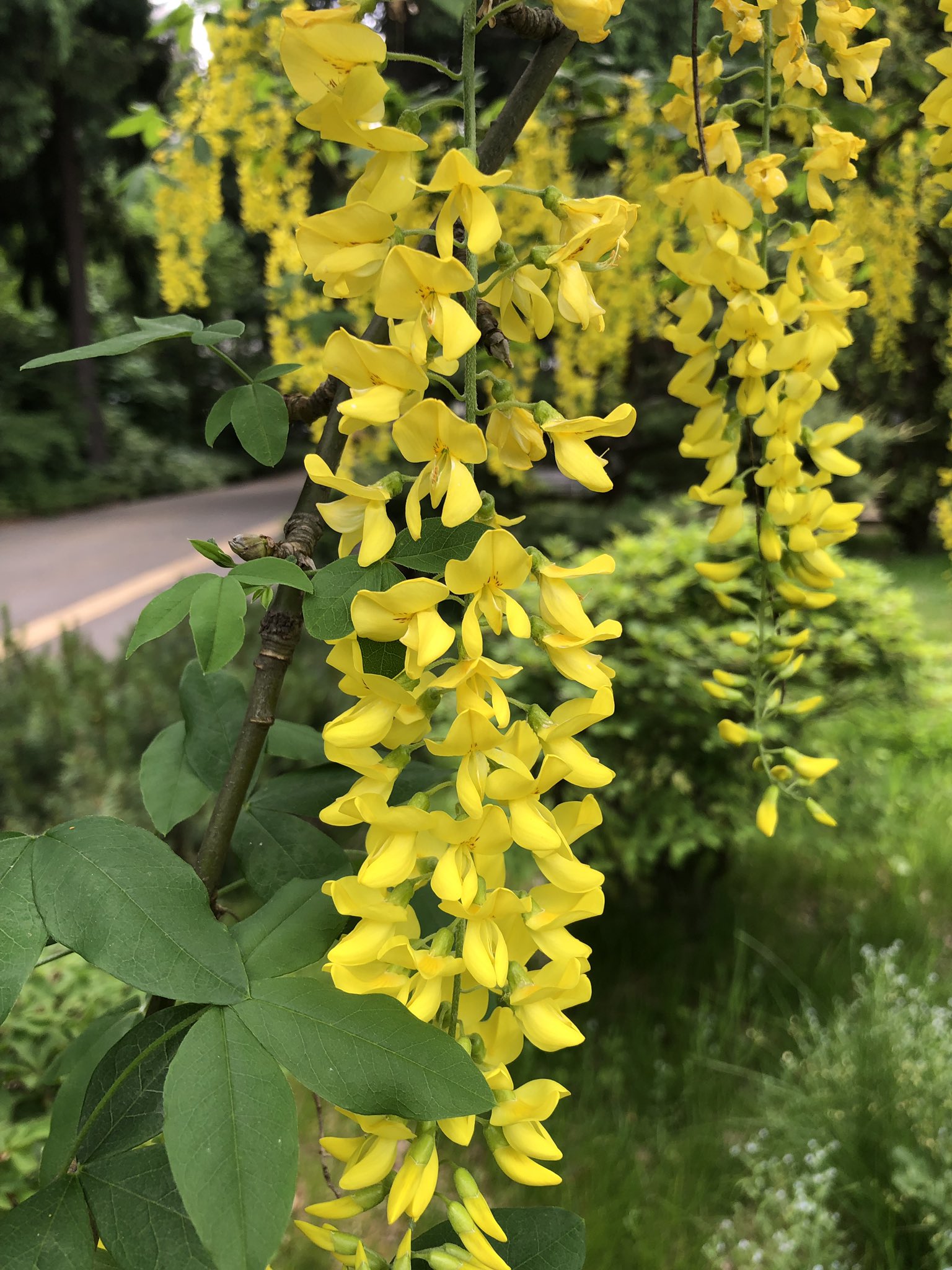 Baccara 曇り 空 これから美容院に行ってから お仕事みたいな おはよ ごさいます キングサリ 花言葉は相思相愛 思い思われたいですね ひときわ目立ってるお花ですよ T Co Dseebpuvim Twitter