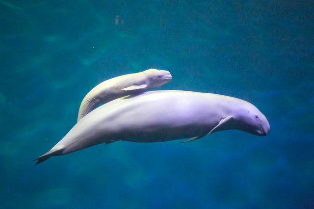 鳥羽水族館のtwitterイラスト検索結果