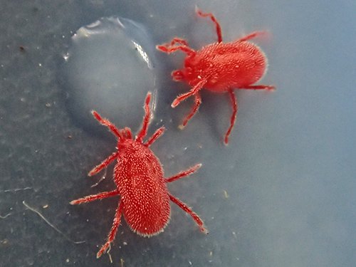 カベアナタカラダニ