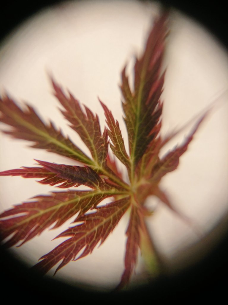 つくし 多肉植物垢 庭のもみじが1枚目の種類の方がほぼ葉焼けなのか葉が取れてしまって新しい葉が出てきました どうしてこんなに焦げるのか 緑の普通のもみじは無事なんです どう対策したらいいのか分からない ˊᵕˋ 庭のもみじ 葉焼け