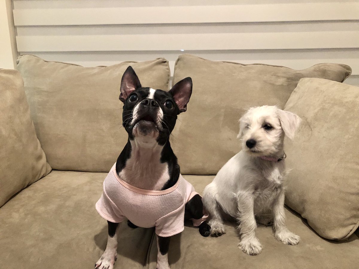 I GOT A SISTER!!!!🎉💖🐾🤩 #roxyandluna